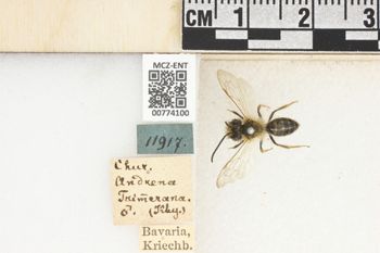 Media type: image;   Entomology 774100 Aspect: Labels